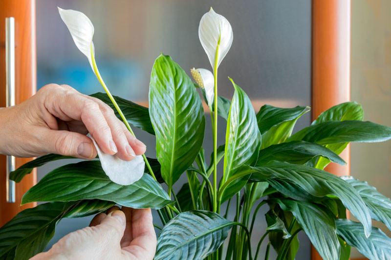 Peace Lily, Peace Lily Care, Peace Lily Plant, Peace Lilies, Spathiphyllum, Indoor Plants, Houseplants